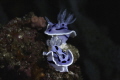   Pair Chromodoris Willani Anilao Phillipines.Nikon D850 DX mode 105mm f36 1320th ISO 100 Phillipines. Phillipines 1/320th, 1320th, 320th,  